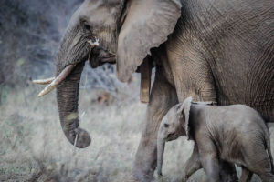 image description: an adult and baby elephant